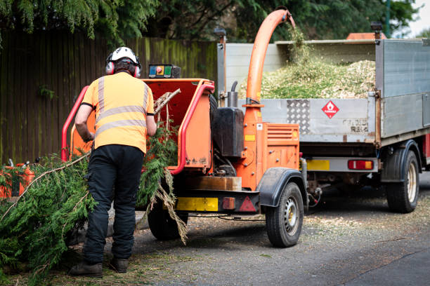 Best Tree Health Inspection  in Northlake, TX